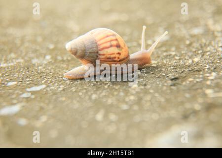 conde, bahia, brésil - 9 octobre 2021 : l'escargot est visible dans un jardin de la ville de Conde. Banque D'Images