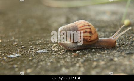 conde, bahia, brésil - 9 octobre 2021 : l'escargot est visible dans un jardin de la ville de Conde. Banque D'Images