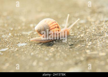 conde, bahia, brésil - 9 octobre 2021 : l'escargot est visible dans un jardin de la ville de Conde. Banque D'Images