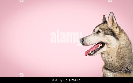 Photo d'un Husky en forme de pantade portant un collier sur fond rose Banque D'Images