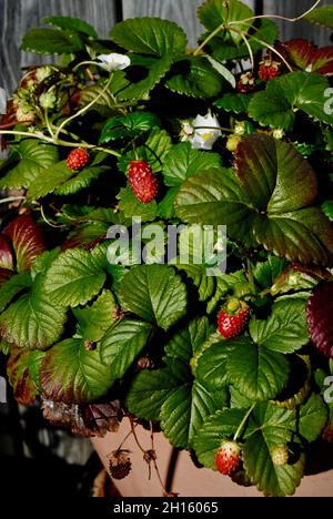 Jardin de la terrasse sur le toit, fraises à New York Banque D'Images