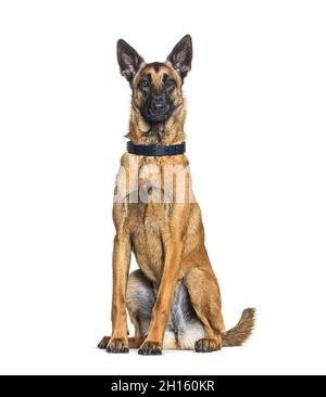 Chien Malinois assis, isolé sur blanc Banque D'Images