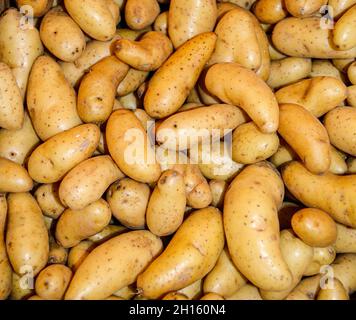 Pommes de terre Yukon Gold Fingerling à vendre dans une ferme locale. Banque D'Images