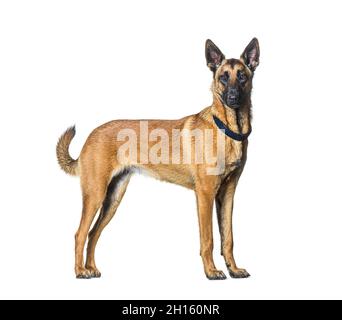 Vue latérale d'un chien Malinois debout regardant l'appareil photo et portant un collier, isolé sur blanc Banque D'Images