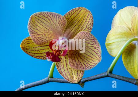 Dendrobium est un genre d'orchidées épiphytes et lithophytic principalement dans la famille des orchidacées. Banque D'Images