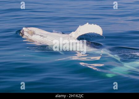 Mollet à bosse relaxant dans un océan calme Photo Stock - Alamy