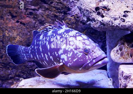 Le mérou sombre poisson dans l'eau de mer profonde avec des cailloux autour.Animaux sauvages Banque D'Images