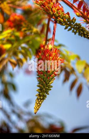 Lisez les fleurs d'aloès contre le ciel bleu, au Botswana, en Afrique Banque D'Images