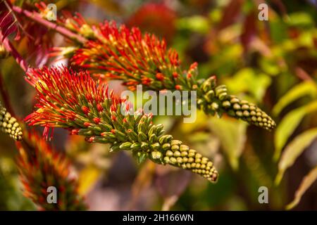 Lisez les fleurs d'aloès contre le ciel bleu, au Botswana, en Afrique Banque D'Images