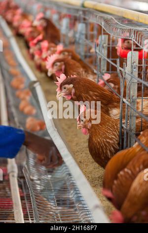 Petite entreprise agricole africaine, volaille produisant des œufs Banque D'Images