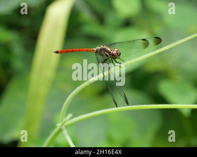 Libellule de queue de sang asiatique (Lathrecista asiatica asiatica) avec un gros oeil rouge sur la feuille de plante avec fond vert naturel Banque D'Images