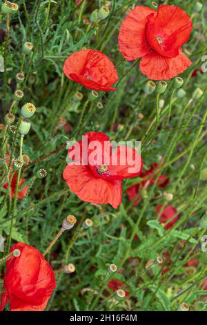 Grandes fleurs rouges et boîtes de graines de pavot dans le jardin botanique Banque D'Images