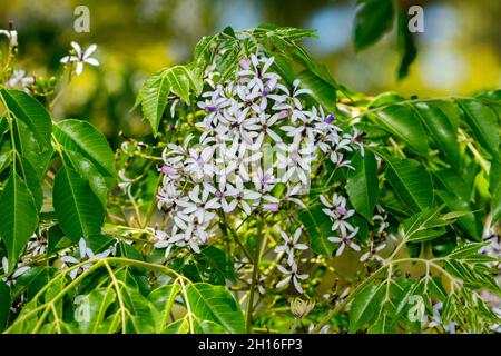 Grappe de petites fleurs mauves et de feuilles vertes vives de Melia azedarach, Chinaberry / cèdre blanc, une espèce d'arbres indigènes à feuilles caduques Banque D'Images