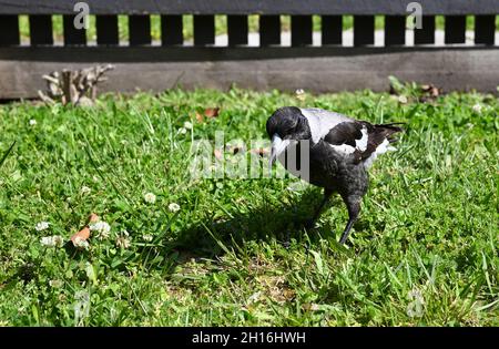 Magpie australienne femelle se pliant pour chercher de la nourriture dans une cour ensoleillée Banque D'Images