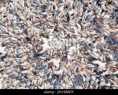 Alimentation d'un grand groupe de pélicans . Pélicans dans l'eau. Banque D'Images