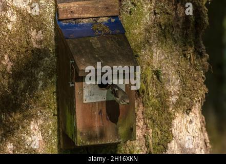 Femelle Pied flycatcher, Ficedula hypoleuca, laissant sa boîte de nidification dans la réserve de Gwenffrwd-Dinas, au milieu du pays de Galles. Banque D'Images