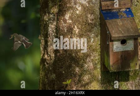 Femelle Pied flycatcher, Ficedula hypoleuca, laissant sa boîte de nidification dans la réserve de Gwenffrwd-Dinas, au milieu du pays de Galles. Banque D'Images