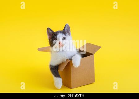 Chaton drôle dans une boîte en carton isolée sur fond jaune de couleur avec espace de copie.Beau chat noir et blanc regarde la boîte de livraison de nourriture avec des pattes Banque D'Images