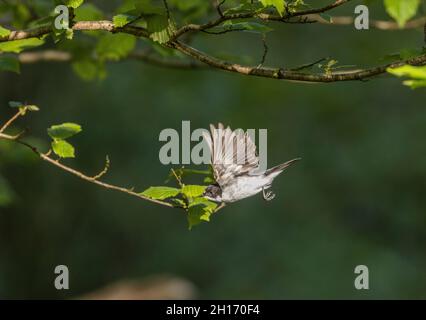 Un moucherolle mâle à pied, Ficedula hypoleuca, en vol près de son site de nidification dans une ancienne forêt de chênes. Banque D'Images