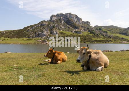 Vaches brunes pageant sur la côte verte herbacée près du lac calme contre les montagnes rocheuses et le ciel bleu dans les Asturies le jour d'été Banque D'Images