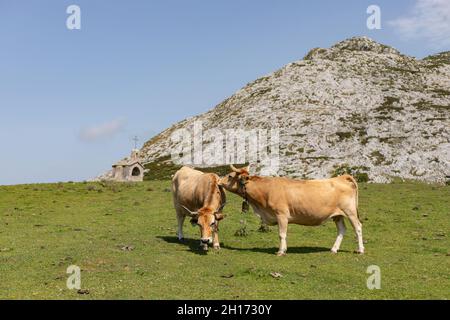 Les vaches brunes paissent sur la côte verte herbacée contre les montagnes rocheuses et le ciel bleu des Asturies le jour de l'été Banque D'Images
