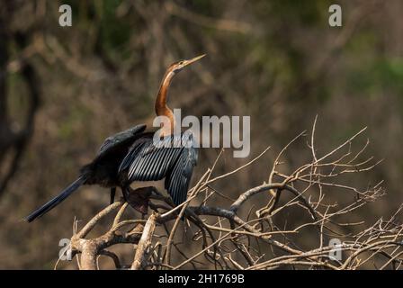 Darter africain - Anhinga rufa, dard brun commun des lacs et des rivières africains, chutes de Murchison, Ouganda. Banque D'Images