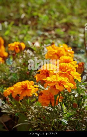 Gros plan de belle couleur orange Marigold fleur, Tagetes erecta, mexicain, aztèque ou africain marigold dans le jardin Banque D'Images