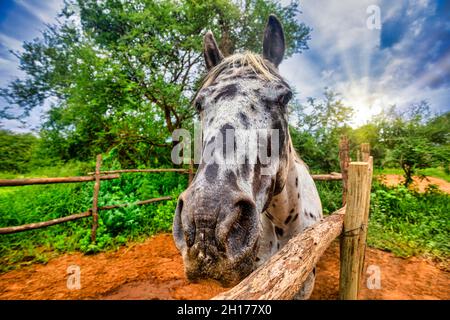 Macro d'une tête de cheval au coucher du soleil , portrait équin, Banque D'Images