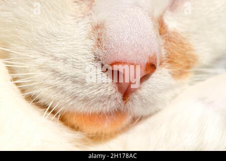 Nez rose d'un chat blanc en gros plan.Mignon chat animal macro Banque D'Images
