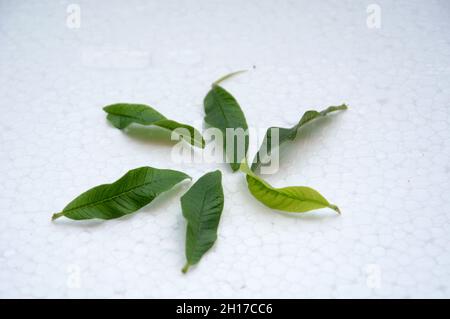 Photo haute résolution des feuilles vertes sur fond blanc. Banque D'Images
