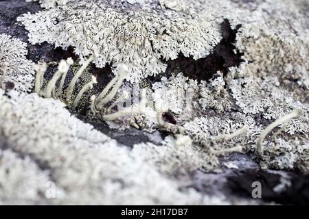 Différents types de mousses et de lichens sur de grands blocs de Carélie. Lasallia pustulata est une espèce de lichen de la famille des Umbilicariaceae Banque D'Images