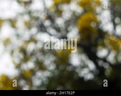 De focalisé résumé de fond de la nature Banque D'Images