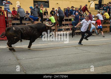 Lodosa, Espagne.16 octobre 2021.Un taureau pourchassant un membre des sogueros à travers les rues pendant le festival.Un festival populaire de corrida qui est célébré en l'honneur de la Virgen de las Angustias.Un groupe de jeunes appelés « cogueros » fixe les cornes du taureau avec une corde, et le taureau traverse les rues de la ville dans le sud de Navarre, appelé Lodosa, Espagne.(Photo d'Elsa A Bravo/SOPA Images/Sipa USA) crédit: SIPA USA/Alay Live News Banque D'Images