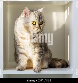 Scottish Straight tabby chat assis sur une étagère, le chat est dans un espace clos, une grande boîte ou boîte Banque D'Images
