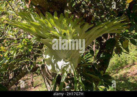 Grande fougères staghorn, platycerium bifurcatum, croissant autour du tronc de l'avocat, persea americana. Semé de la forêt tropicale. Queensland, Australie. Banque D'Images