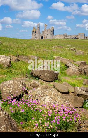 Château de Dunstanburgh Northumberland Angleterre vue de la côte rocheuse avec la mer rose Thrift près de Craster Northumberland côte Angleterre GB Royaume-Uni Europe Banque D'Images