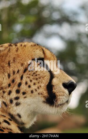 Le guépard (Acinonyx jubatus) est un membre atypique de la famille des chats (Felidae) qui est unique dans sa vitesse.L'espèce est le seul membre vivant du genre Acinonyx.C'est l'animal terrestre le plus rapide, atteignant des vitesses comprises entre 112 et 120 kilomètres (70 et 75 milles) par heure en courtes rafales couvrant des distances allant jusqu'à 460 mètres (1500 pieds) et a la capacité d'accélérer de 0 à 110 kilomètres (68 milles) par heure, en trois secondes,plus rapide que la plupart des super voitures.Free State, Afrique du Sud.24 juillet 2009. Banque D'Images