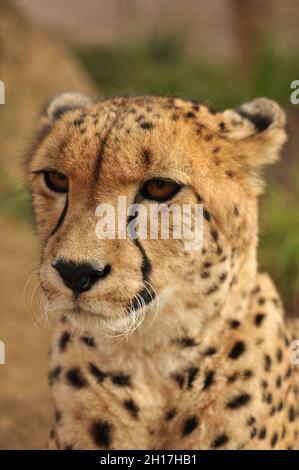 Le guépard (Acinonyx jubatus) est un membre atypique de la famille des chats (Felidae) qui est unique dans sa vitesse.L'espèce est le seul membre vivant du genre Acinonyx.C'est l'animal terrestre le plus rapide, atteignant des vitesses comprises entre 112 et 120 kilomètres (70 et 75 milles) par heure en courtes rafales couvrant des distances allant jusqu'à 460 mètres (1500 pieds) et a la capacité d'accélérer de 0 à 110 kilomètres (68 milles) par heure, en trois secondes,plus rapide que la plupart des super voitures.Free State, Afrique du Sud.24 juillet 2009. Banque D'Images