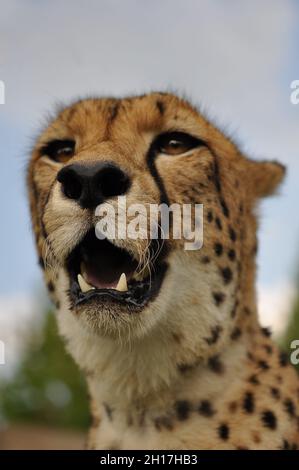 Le guépard (Acinonyx jubatus) est un membre atypique de la famille des chats (Felidae) qui est unique dans sa vitesse.L'espèce est le seul membre vivant du genre Acinonyx.C'est l'animal terrestre le plus rapide, atteignant des vitesses comprises entre 112 et 120 kilomètres (70 et 75 milles) par heure en courtes rafales couvrant des distances allant jusqu'à 460 mètres (1500 pieds) et a la capacité d'accélérer de 0 à 110 kilomètres (68 milles) par heure, en trois secondes,plus rapide que la plupart des super voitures.Free State, Afrique du Sud.24 juillet 2009. Banque D'Images