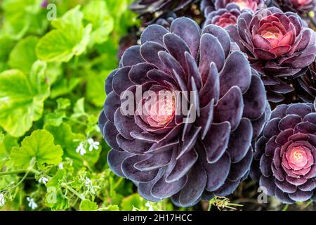 Gros plan sur la fleur de l'aeonium (Aeonium arboreum Zwartkop) (Minack Theatre, Cornwall, Royaume-Uni) Banque D'Images