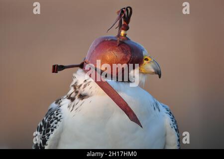 Un faucon prêt pour la chasse.Une fois la cagoule retirée, l'oiseau survolera jusqu'à une hauteur de 1000 pieds et attendra sa proie.Quand le moment vient, il plongera au sol à une vitesse de 360 kilomètres par heure, ce qui en fait l'animal le plus rapide sur terre.L'oiseau sur l'image est un hybride – un mélange de faucon pèlerin, de gyr et de faucon sacker.Une combinaison de différents types de compétences et de dextérité ont fait de l'oiseau un chasseur vraiment majestueux.Free State, Afrique du Sud.7 novembre 2009. Banque D'Images