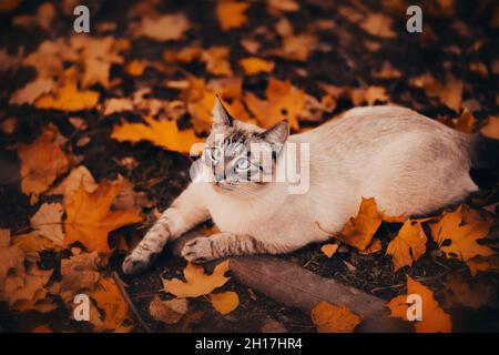 Un joli chat de tabby drôle se trouve sur le sol, près des feuilles d'érable jaune déchue, un jour d'automne.Une promenade avec un animal de compagnie en octobre. Banque D'Images