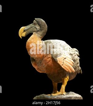 Dodo - reconstruction moderne d'un dodo au Musée National d'Histoire naturelle de Paris. Banque D'Images