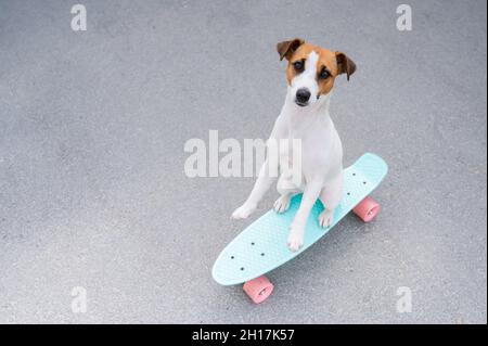 Le chien fait un penny board à l'extérieur. Vue de dessus d'un terrier Jack russell sur un skateboard Banque D'Images