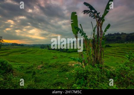 le paysage dans les champs de riz dans l'après-midi au coucher du soleil et semble très beau Banque D'Images
