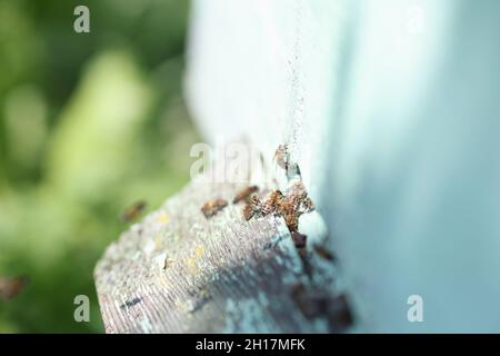 Beaucoup d'abeilles volent dans la maison d'abeilles à proximité Banque D'Images