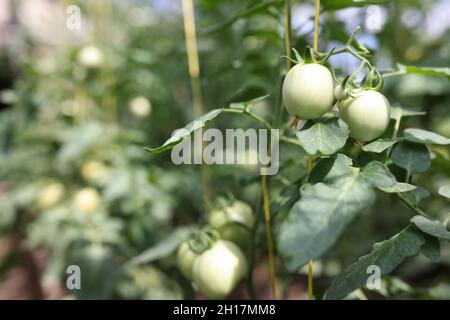Tomates vertes avec des feuilles inhabituelles à la ferme de près Banque D'Images