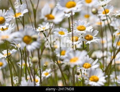 Plusieurs pâquerettes d'Oxeye, Leucanthemum vulgare, croissant dans Un champ Banque D'Images