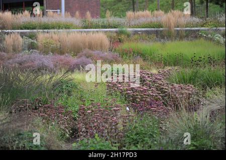 BOTTROP, ALLEMAGNE - 21 AOÛT 2021 : plantation dans un style de prairie vivace conçu par Piet Oudolf dans le parc public de Berne Banque D'Images