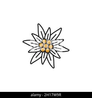 Alps edelweiss fleur isolée Prairie Blossom ligne icône.Fleurs sauvages vectorielles en montagne, décoration florale nationale.Symbole de l'alpinisme, Suisse Illustration de Vecteur